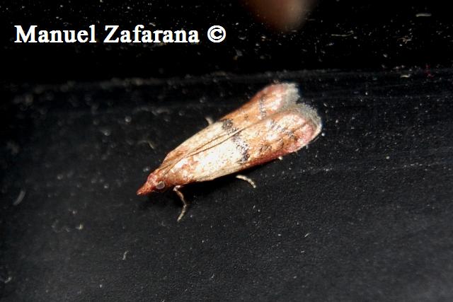 Eterocero da identificare... - Plodia interpunctella